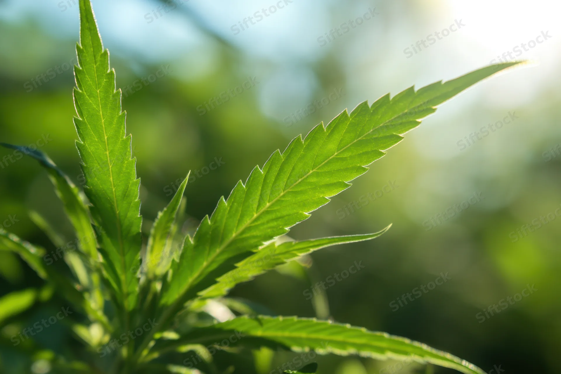 Cannabis leaf in natural sunlight outdoors with blurred green background