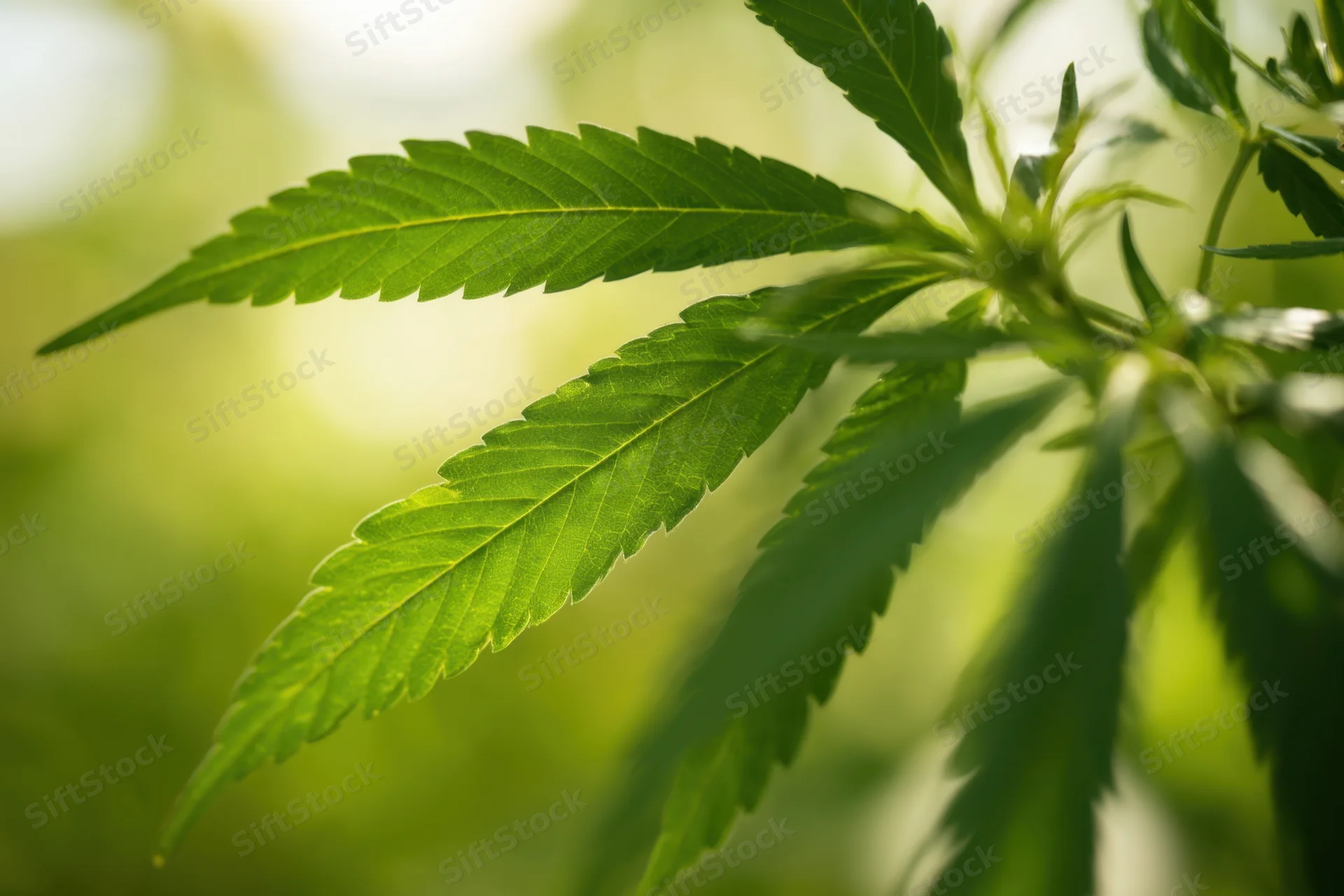 Cannabis leaf in natural light with blurred green background