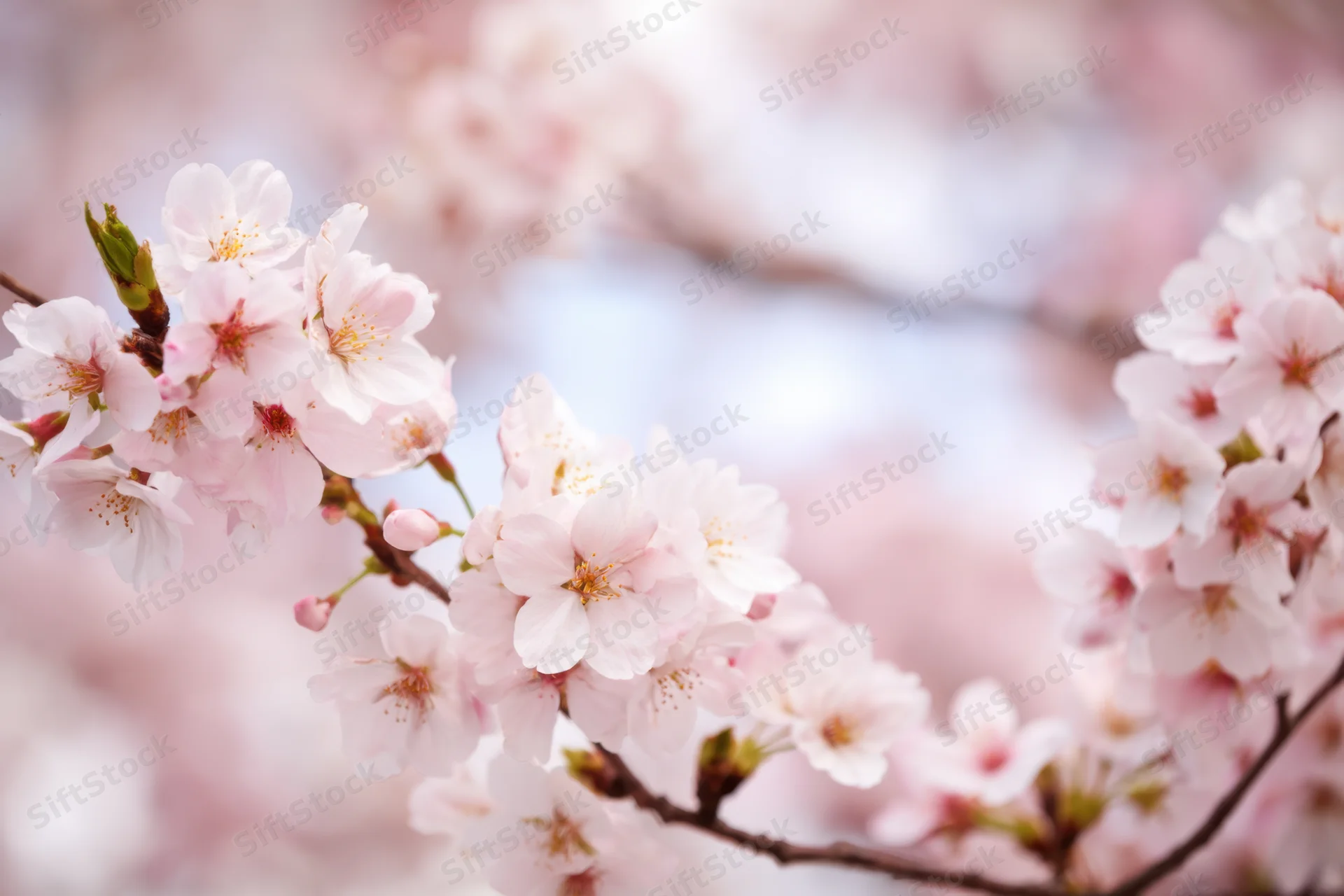 Cherry blossoms blooming on a branch with soft focus and pastel background