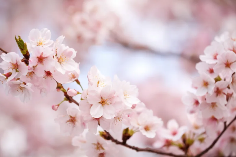 Cherry blossoms blooming on a branch with soft focus and pastel background