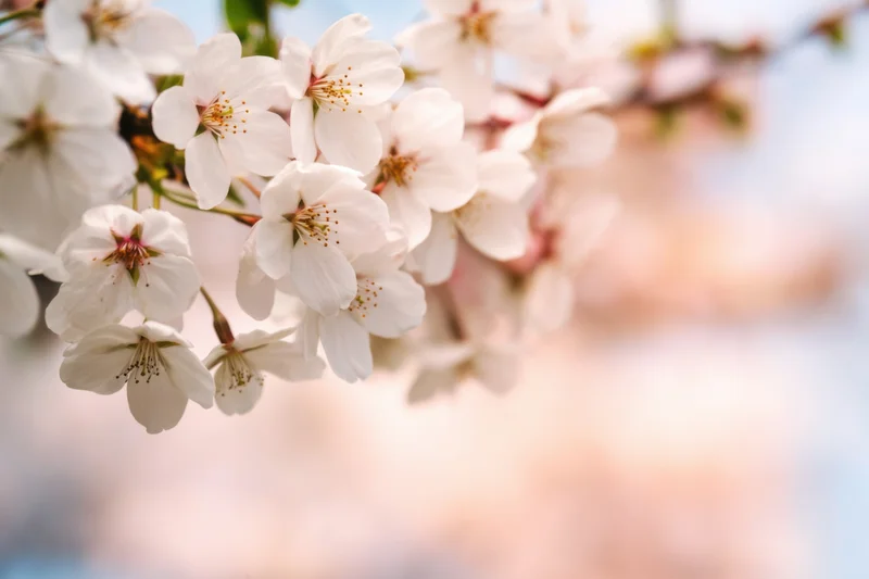 Cherry blossoms blooming on a branch with soft focus and pastel background