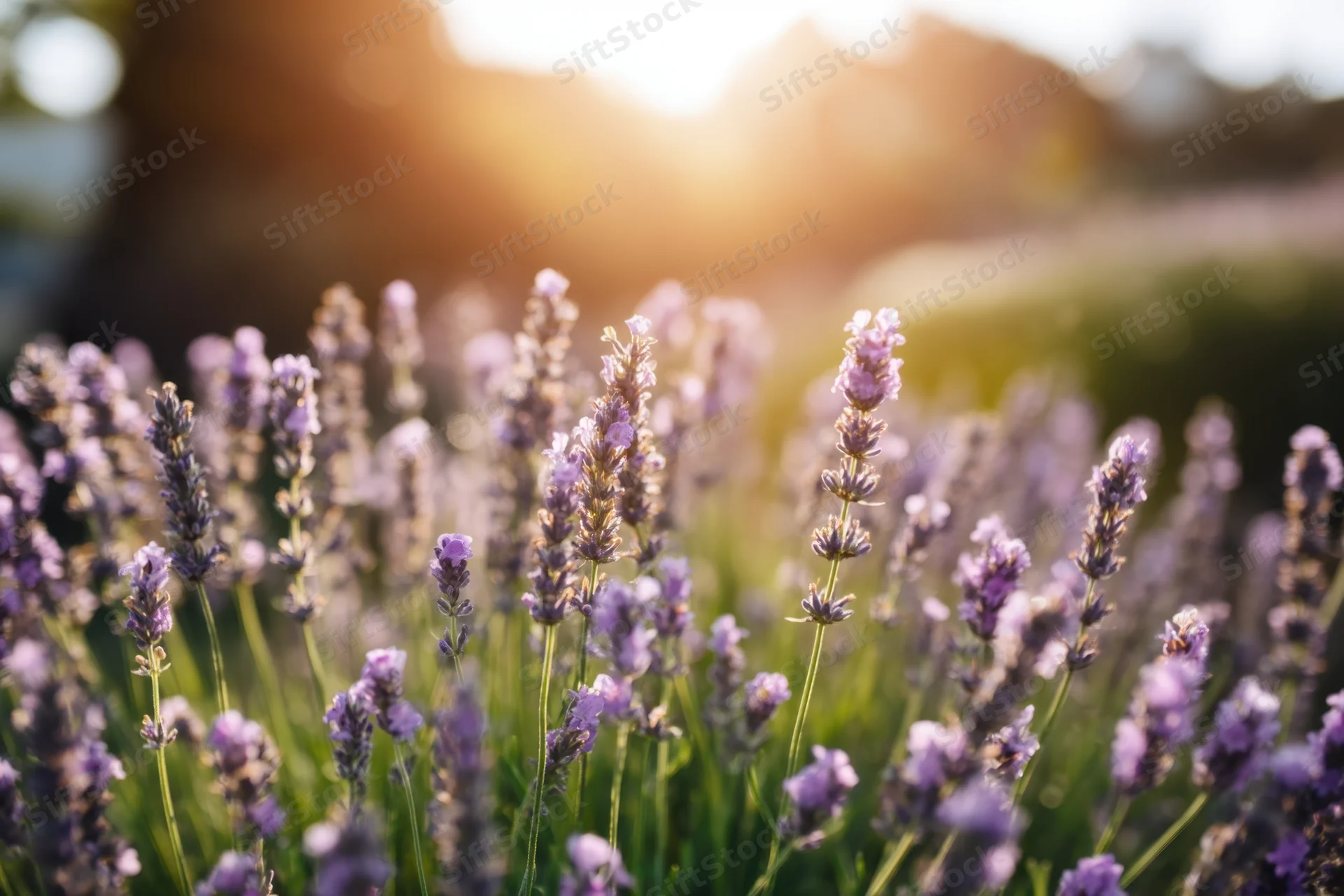 Lavender flowers blooming in a field bathed in warm sunlight during golden hour