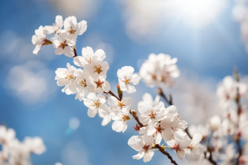 Cherry blossoms in full bloom against a bright blue sky with soft sunlight and bokeh background