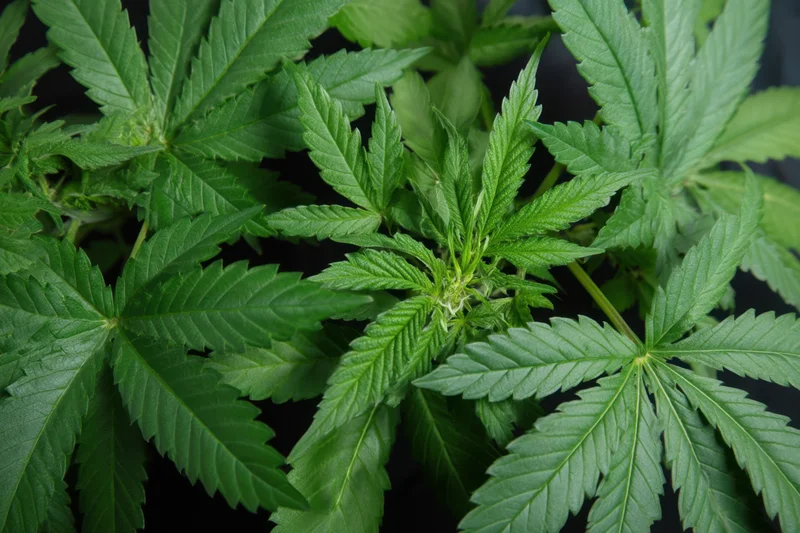 Cannabis leaves arranged in a dense cluster with central growth point, forming a natural border around the frame