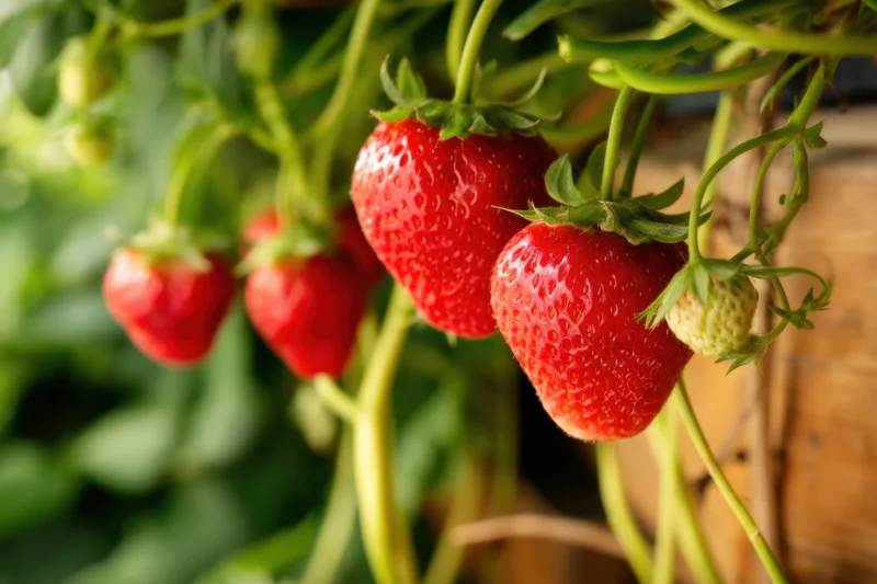 Ripe strawberries hanging from green vines in a wooden container garden
