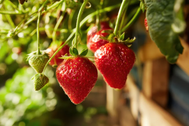 Ripe strawberries hanging from green vines in a garden setting