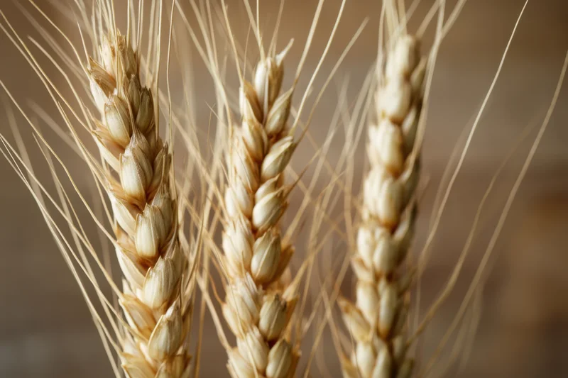 Three golden wheat stalks arranged closely in a field setting