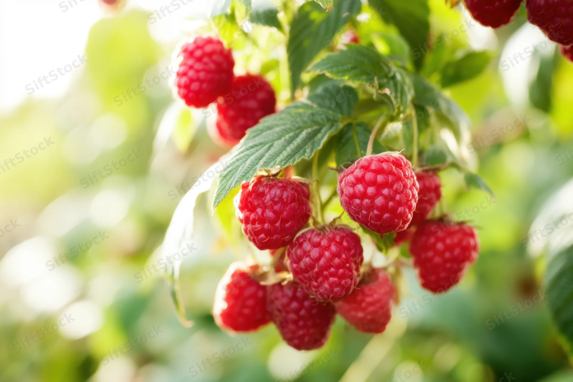 Ripe red raspberries hanging from a leafy bush in sunlight