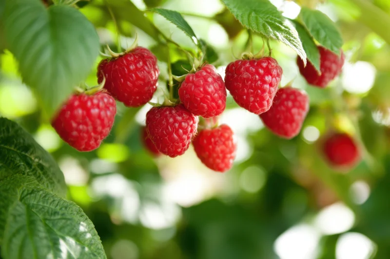 Ripe red raspberries hanging from green leaves in sunlight