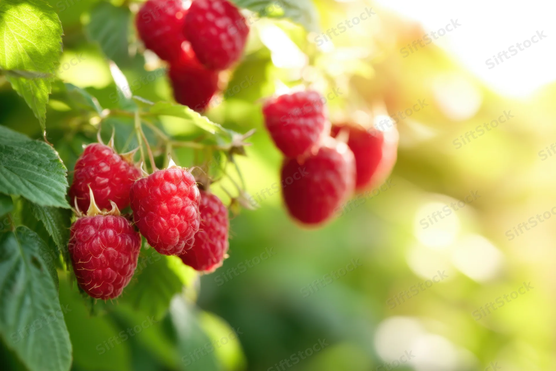 Ripe red raspberries hanging from green leaves in sunlight
