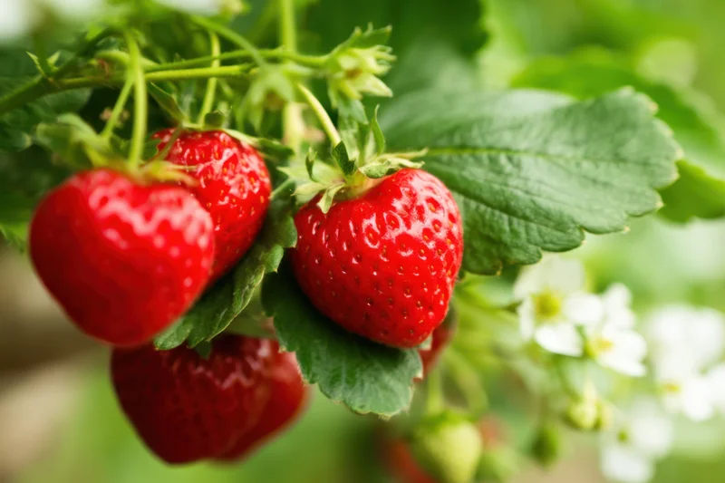 Ripe red strawberries hanging from green leafy vines in a garden