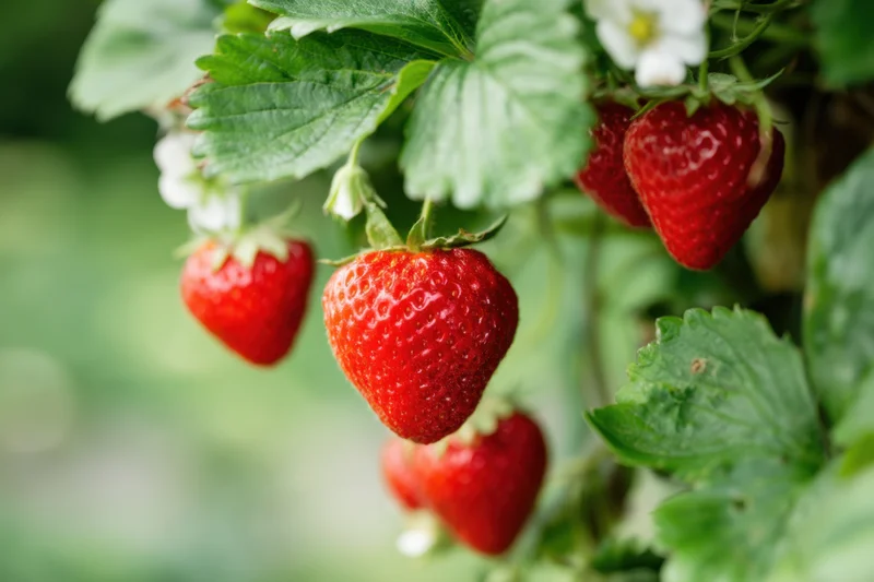 Ripe red strawberries hanging from green leaves in a garden