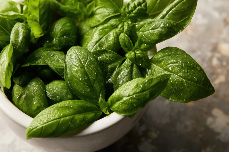 Fresh basil leaves in a white ceramic mortar with water droplets on a textured surface