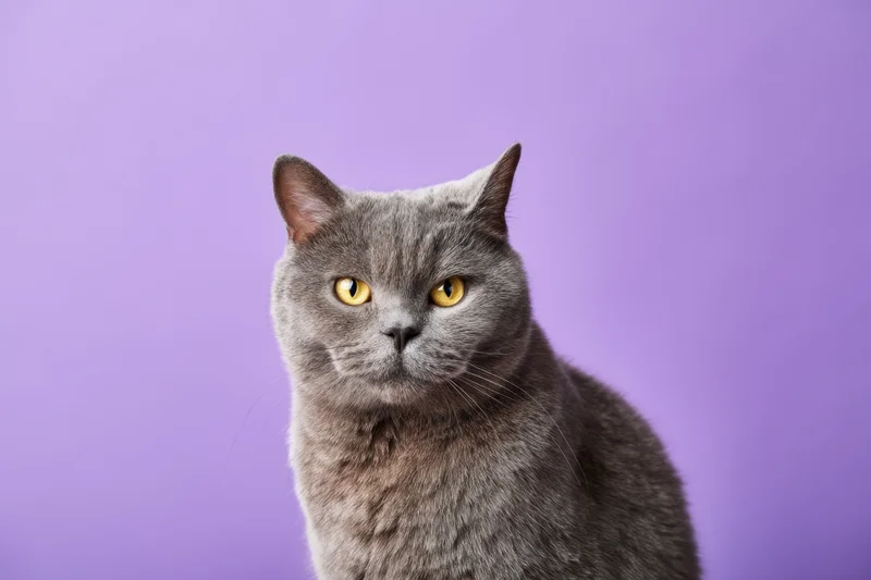 Gray british shorthair cat with yellow eyes sitting against purple background in studio portrait