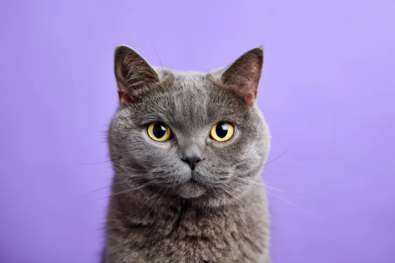 Gray british shorthair cat with yellow eyes looking directly at camera against purple background