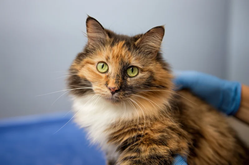 Calico cat with fluffy coat and bright green eyes being examined by a veterinarian in a clinic setting