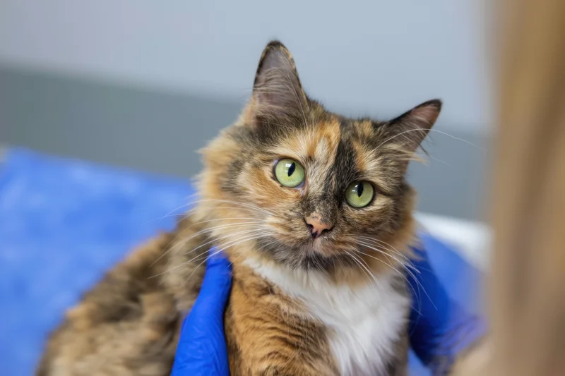 Calico cat with fluffy coat and bright green eyes being held in blue gloves during veterinary examination