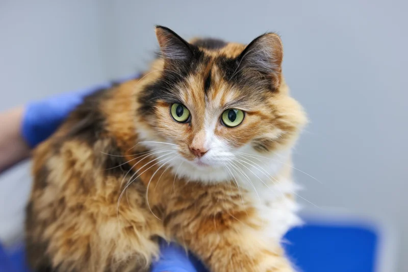 Calico cat with fluffy coat and bright green eyes being held in blue medical gloves during veterinary examination