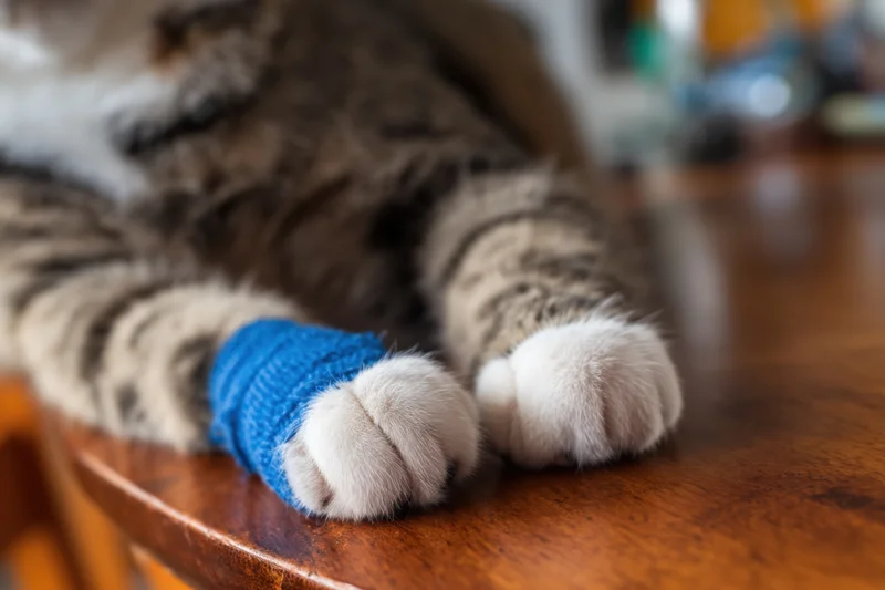 Close-up of a cat's paw with a blue bandage resting on a wooden table