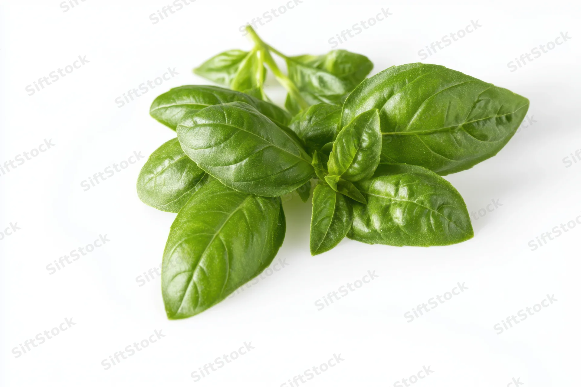 Cluster of fresh basil leaves arranged on white background