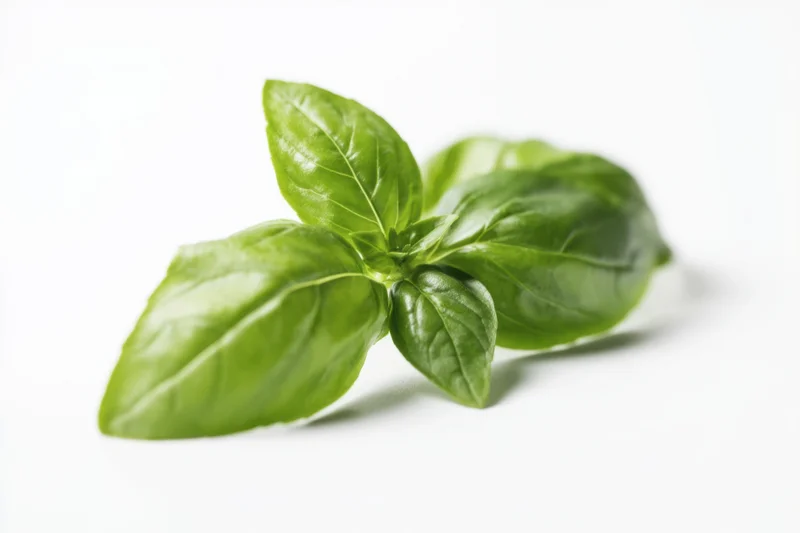Cluster of fresh basil leaves arranged on a white surface