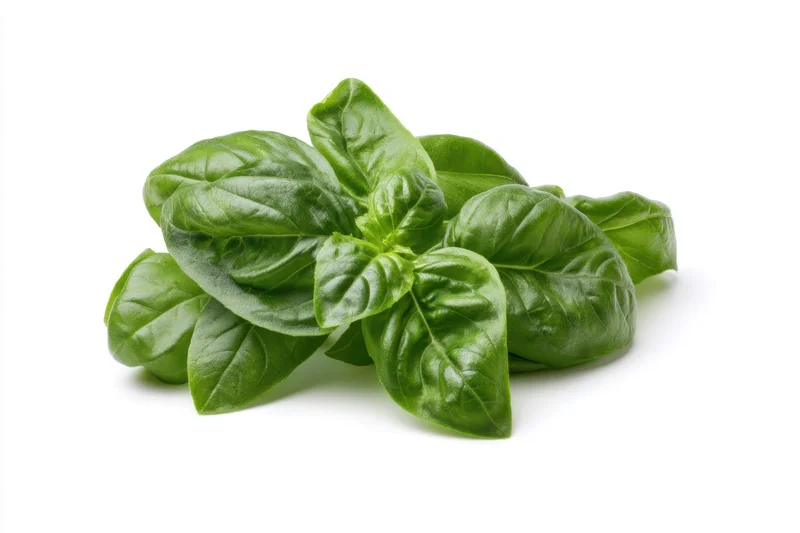 Cluster of fresh basil leaves arranged on white background