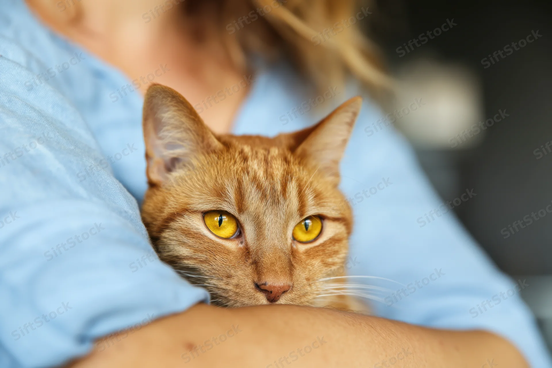 Orange tabby cat resting in a woman’s arm, close-up view with soft focus background