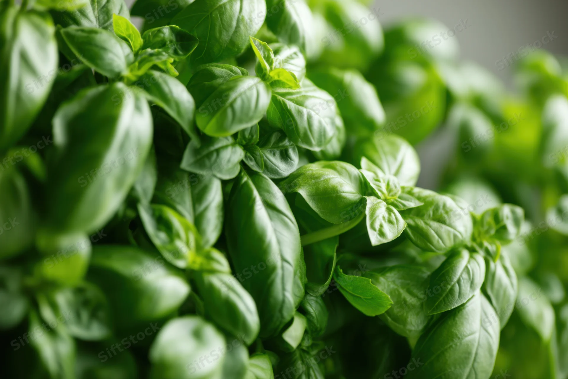 Dense cluster of fresh basil leaves arranged closely together in a natural setting