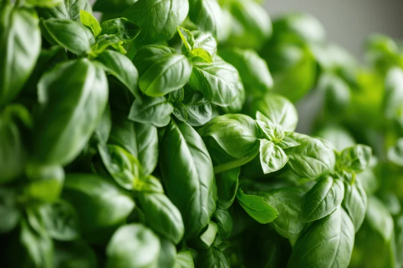 Dense cluster of fresh basil leaves arranged closely together in a natural setting