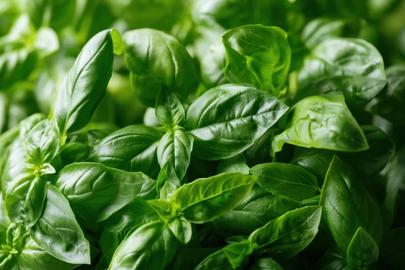 Dense cluster of fresh basil leaves in close-up view