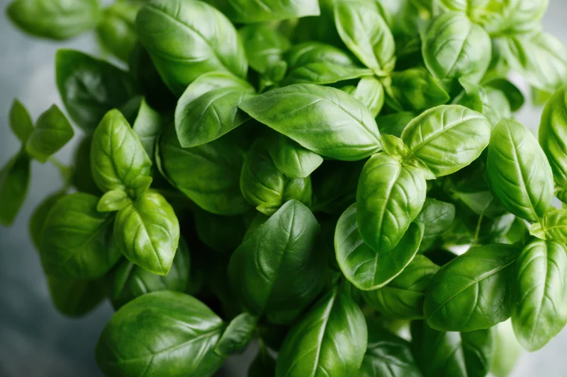 Dense cluster of fresh basil leaves arranged closely together on a neutral surface