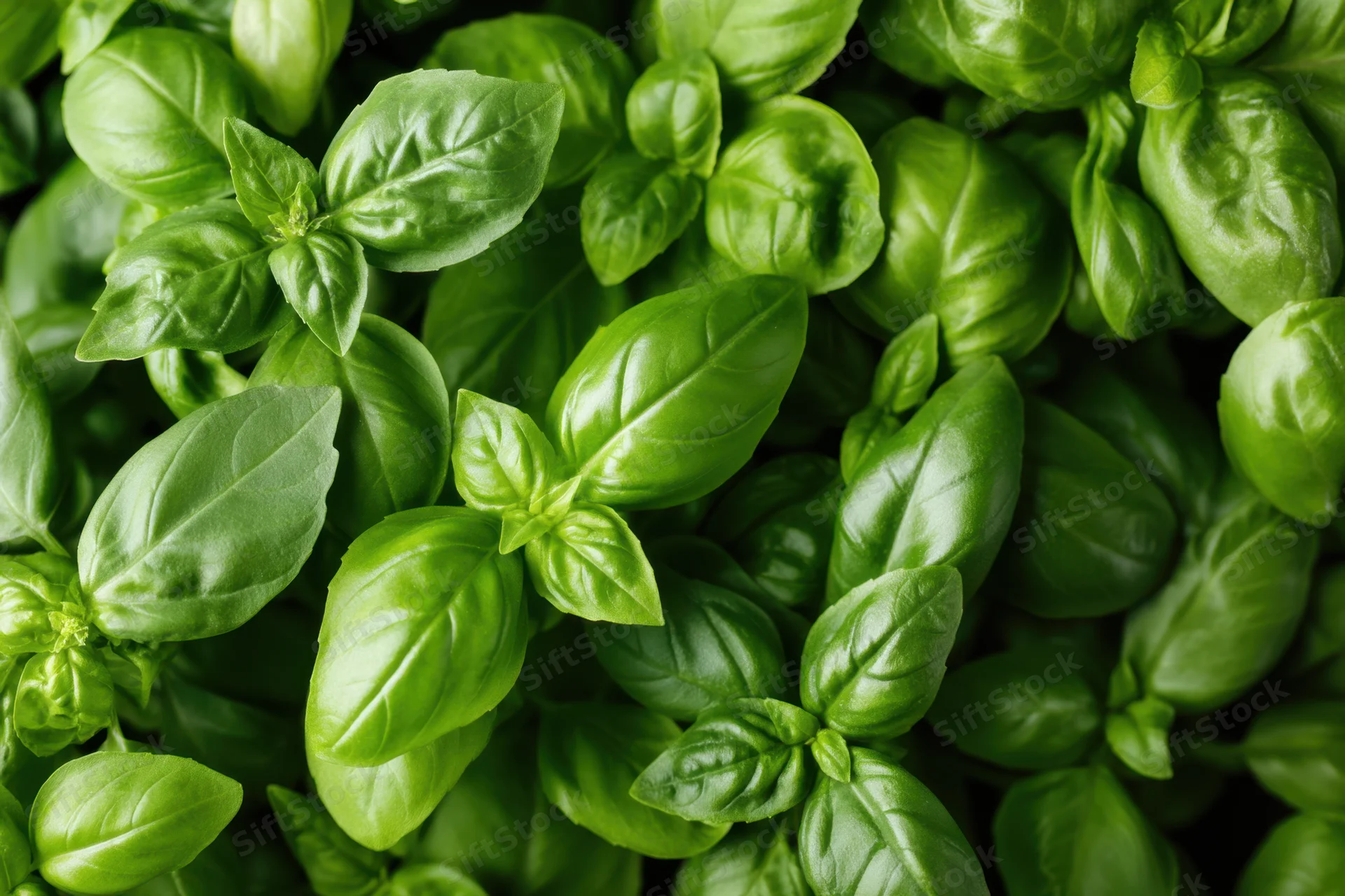 Dense arrangement of fresh basil leaves in close-up view