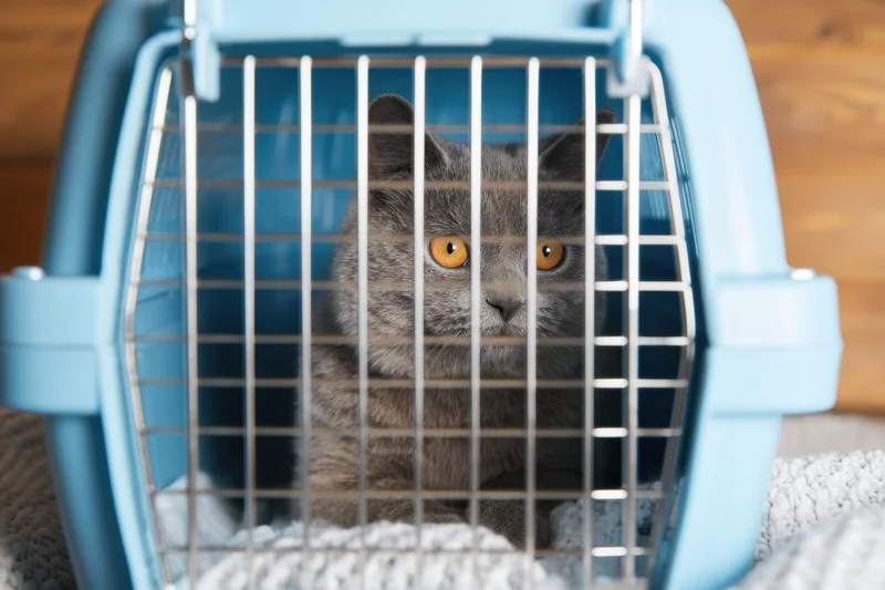 Gray domestic cat sitting inside light blue pet carrier with wire front, looking directly at camera