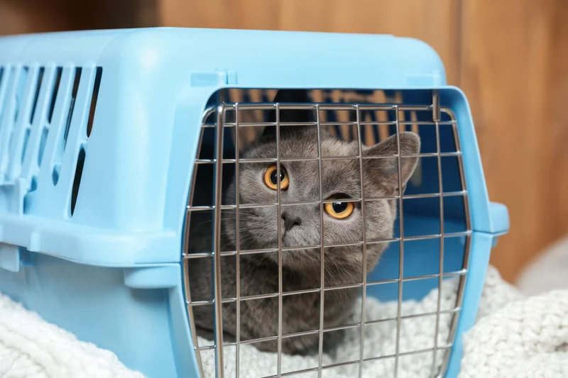 Gray domestic cat sitting inside light blue pet carrier with wire door, looking forward through grid, resting on white textured blanket indoors