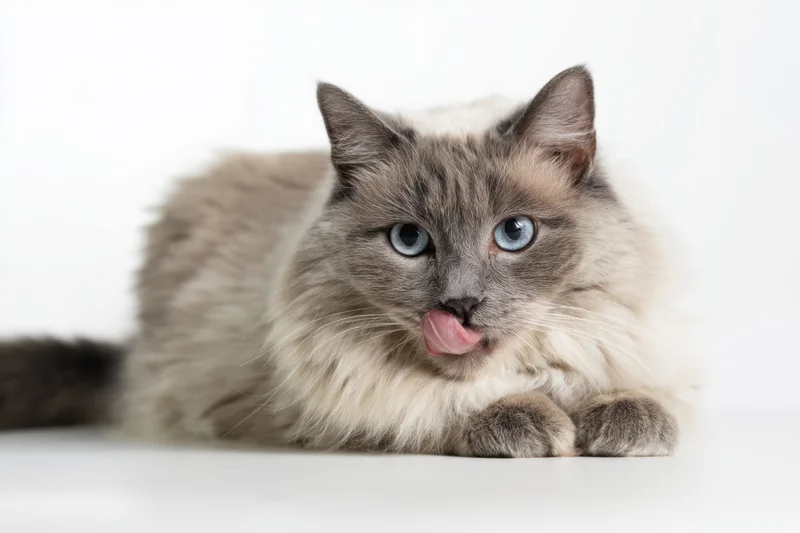 Fluffy gray cat with blue eyes licking its nose while lying on white background