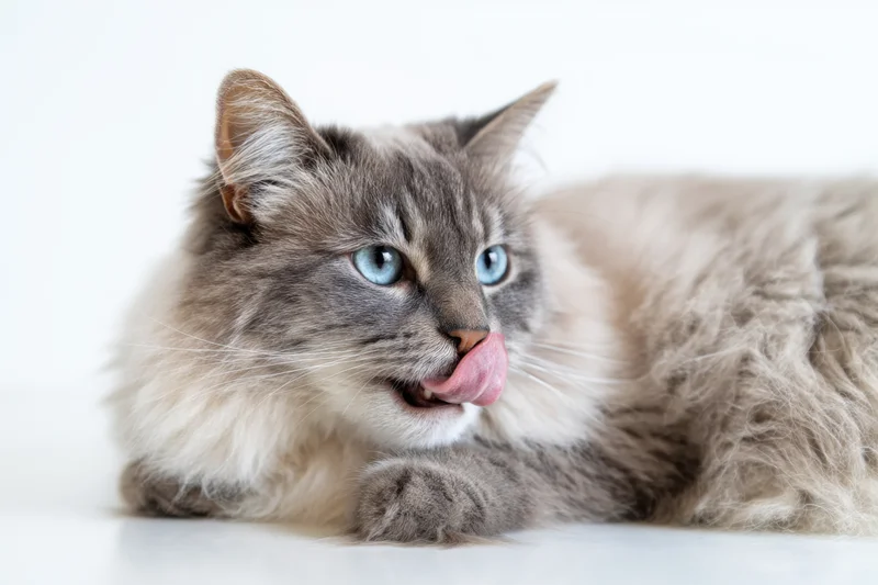 Fluffy gray cat with blue eyes licking its nose while lying on white background