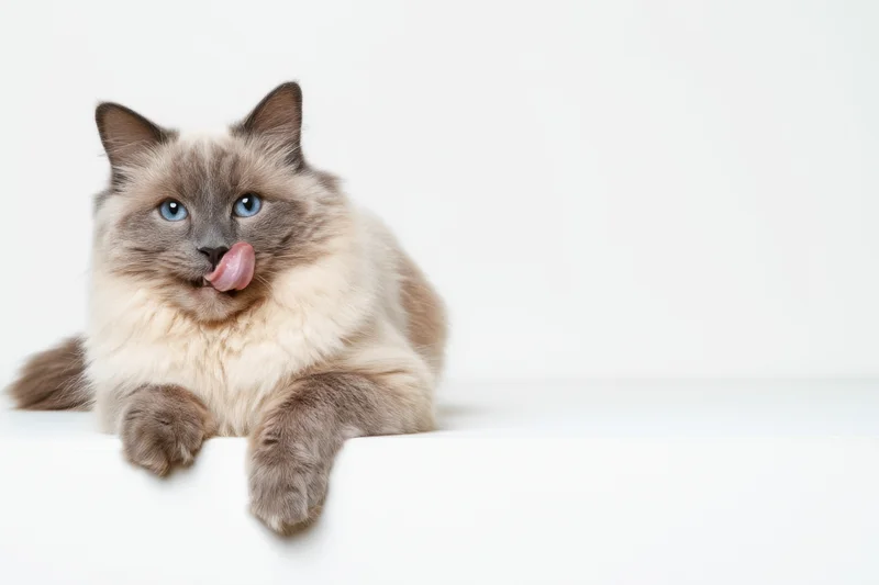 Fluffy gray cat with blue eyes licking its lips while lying on white surface