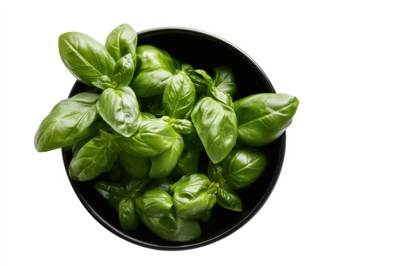 Fresh basil leaves arranged in a black round bowl on white background
