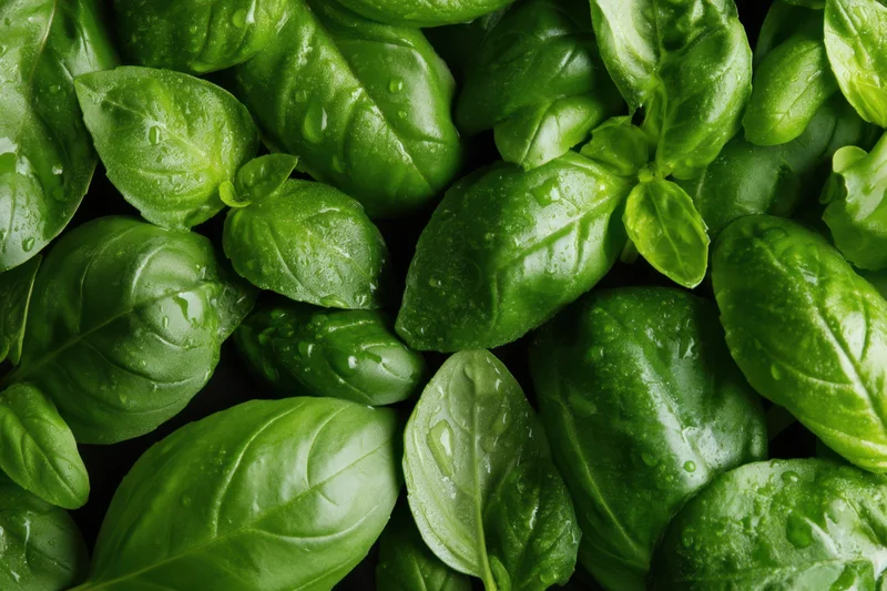 Fresh basil leaves arranged in a lush cluster with water droplets on dark surface