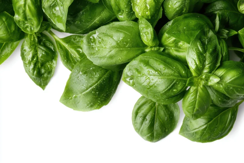 Fresh basil leaves arranged in a lush cluster on white background