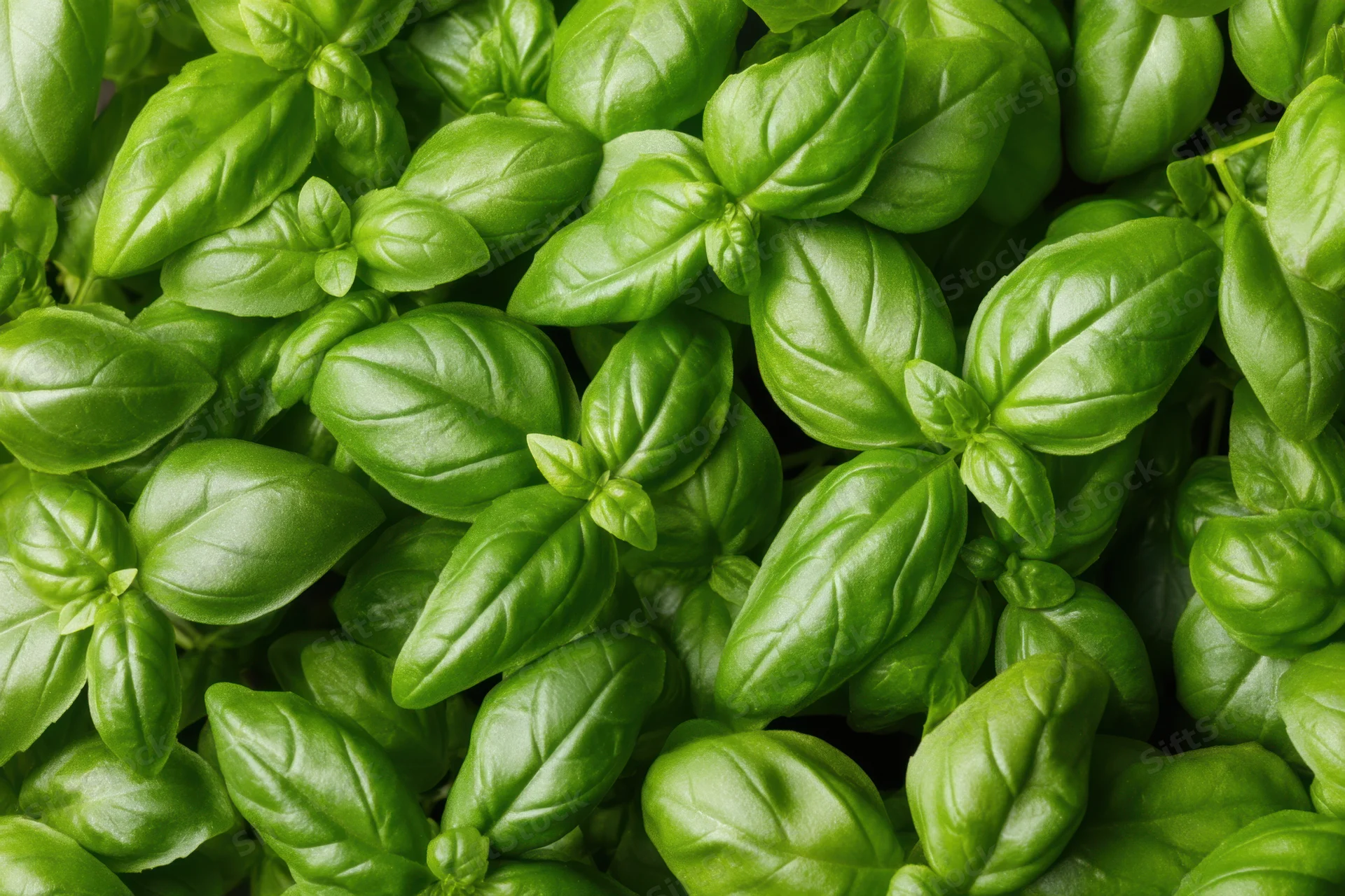 Lush basil plant with vibrant green leaves densely packed in a close-up view