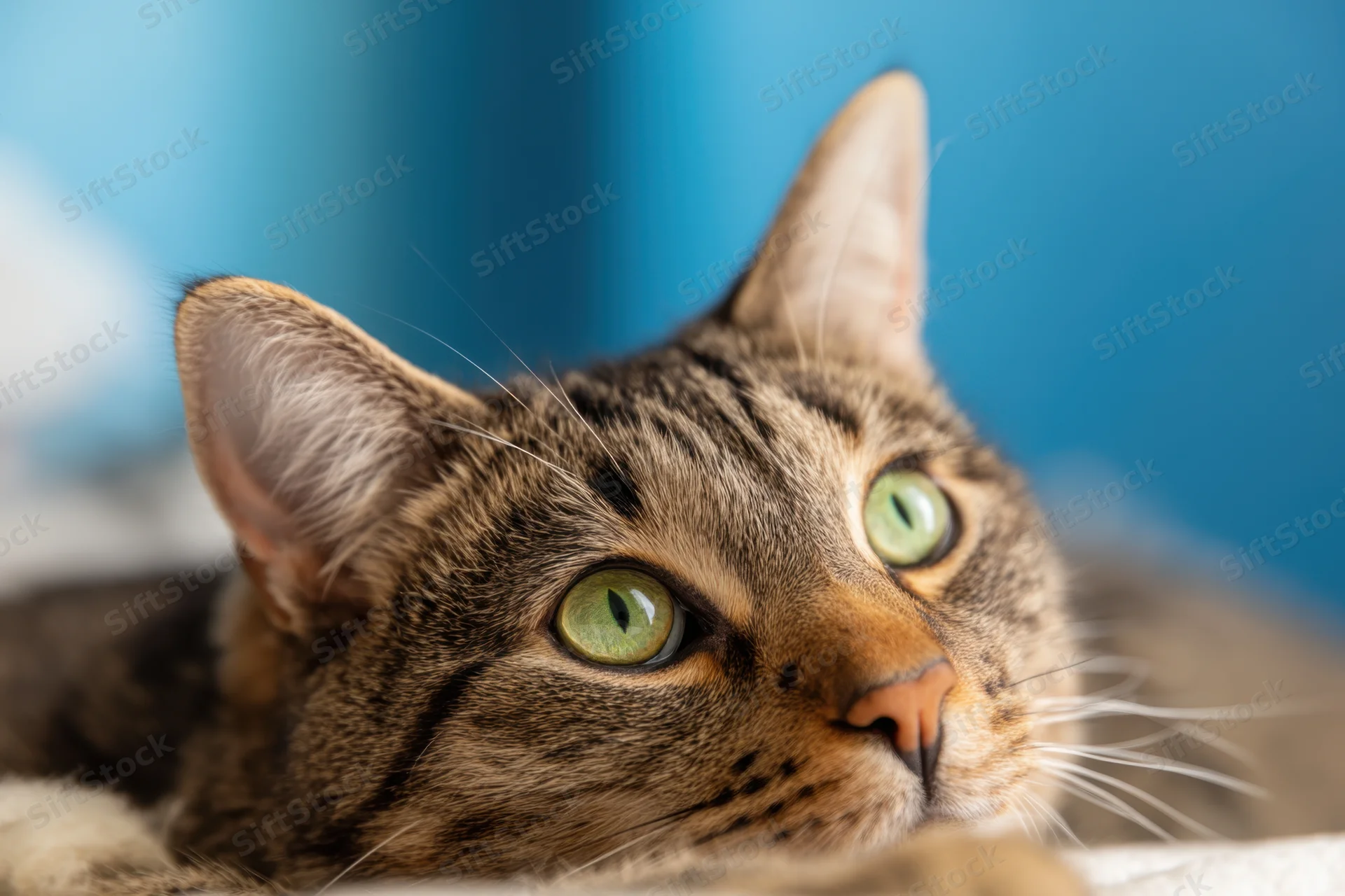 Tabby cat resting on soft surface with green eyes looking upward