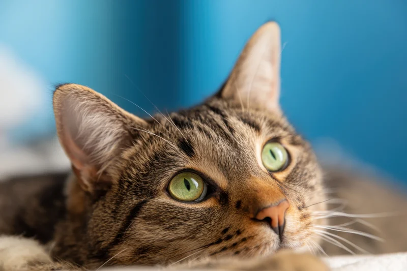 Tabby cat resting on soft surface with green eyes looking upward