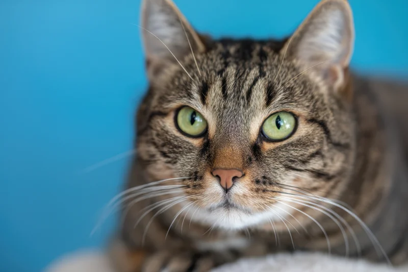Tabby cat resting on soft surface with blue background