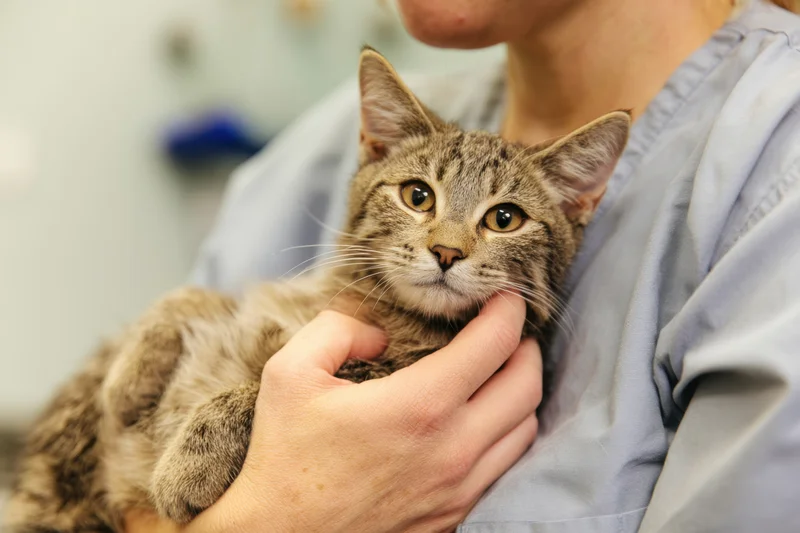 Tabby cat being held in arms of veterinarian in clinic setting