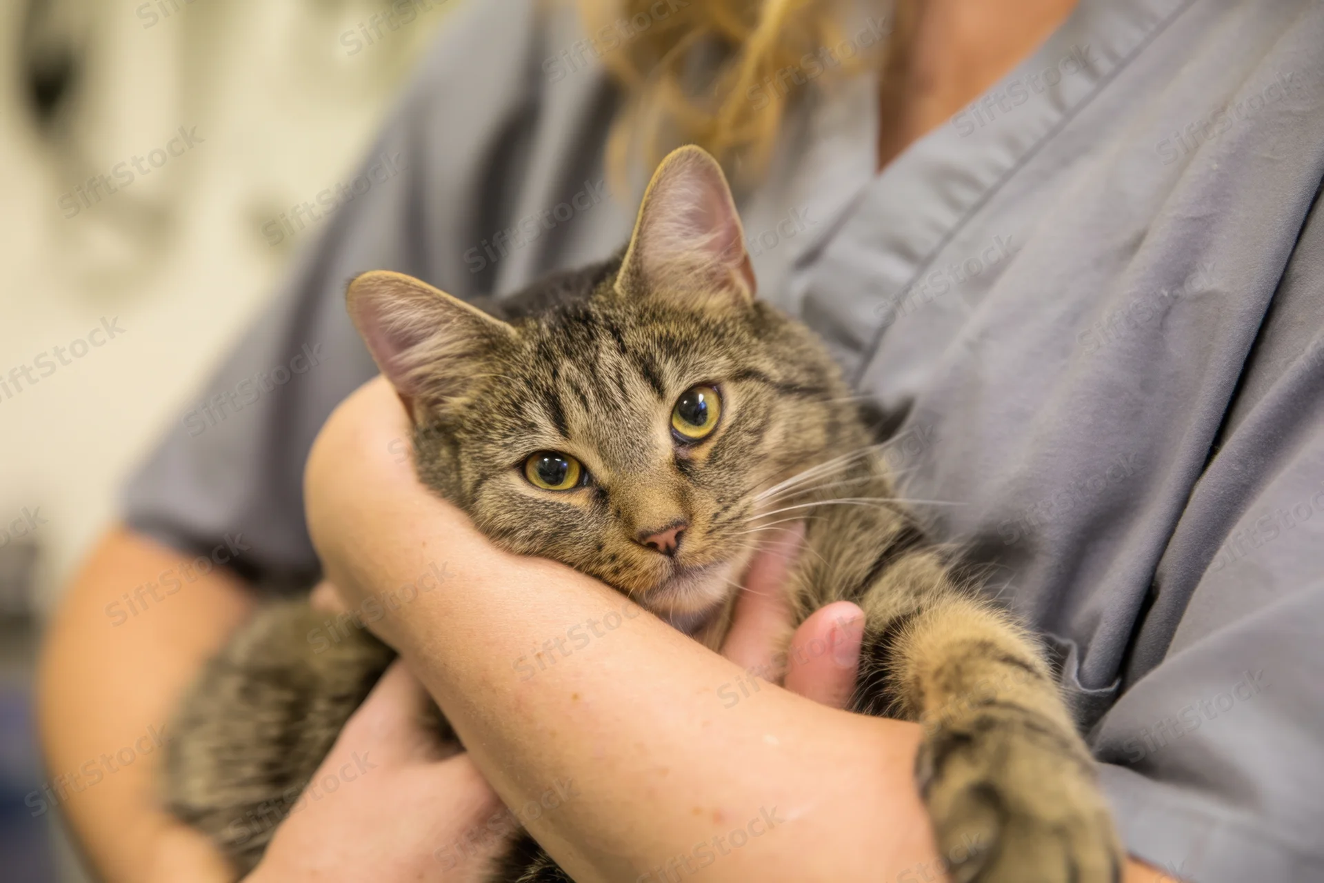 Tabby cat being held in arms by woman in gray scrubs at veterinary clinic