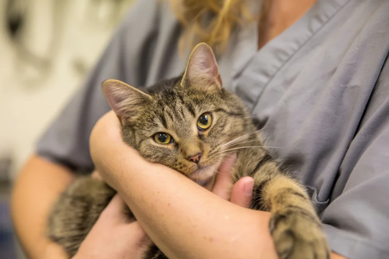 Tabby cat being held in arms by woman in gray scrubs at veterinary clinic