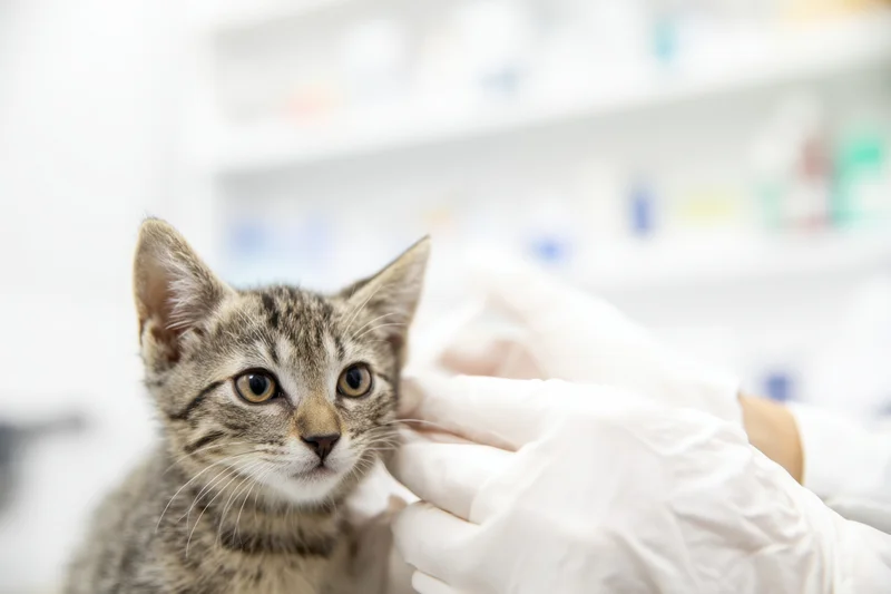 Small striped kitten being examined by veterinarian in clinic with gloved hand near its face