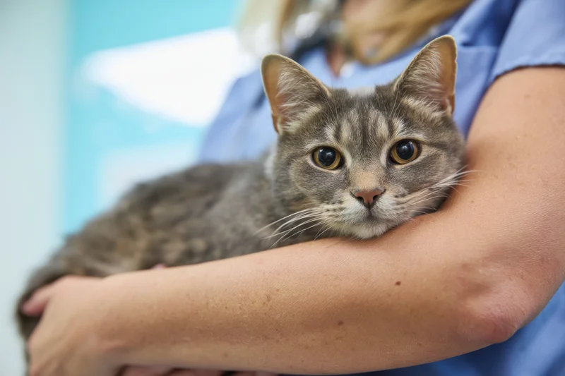 Veterinarian holding gray tabby cat in clinical setting