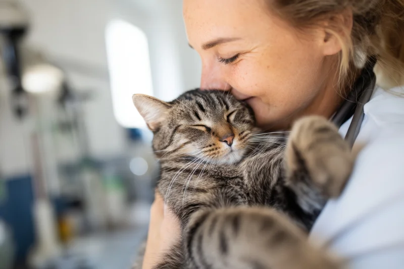 Veterinarian holding a relaxed tabby cat in a clinic setting